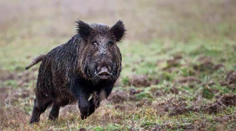Wildboar hunting in Tuscany