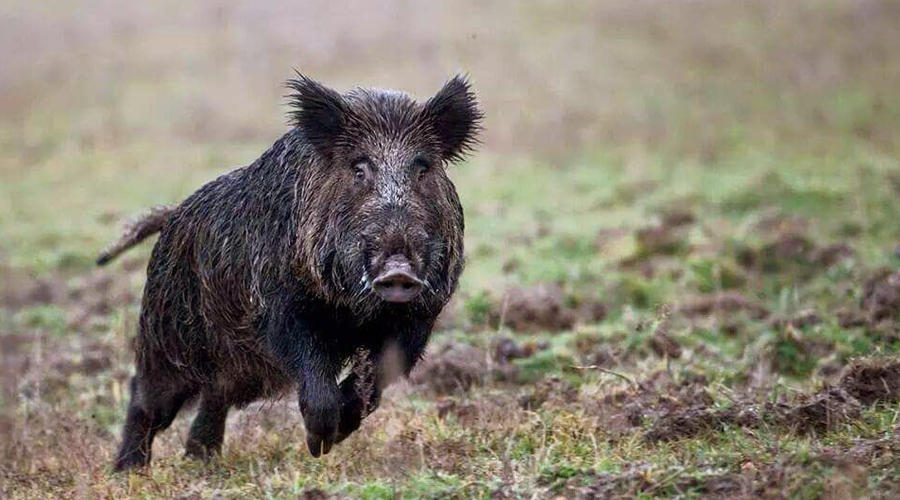 Caccia Cinghiale In Toscana