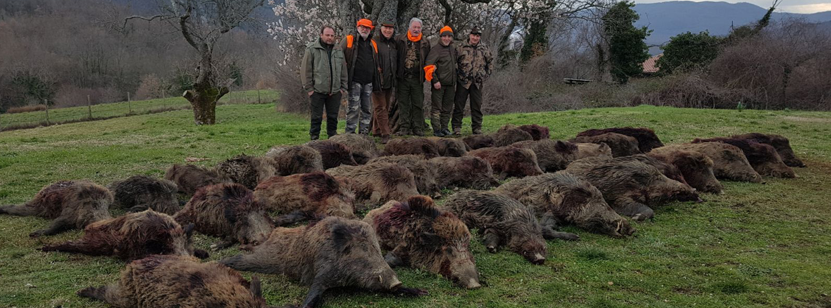 BATTUTE AL CINGHIALE IN RISERVE RECINTATE – Caccia Toscana